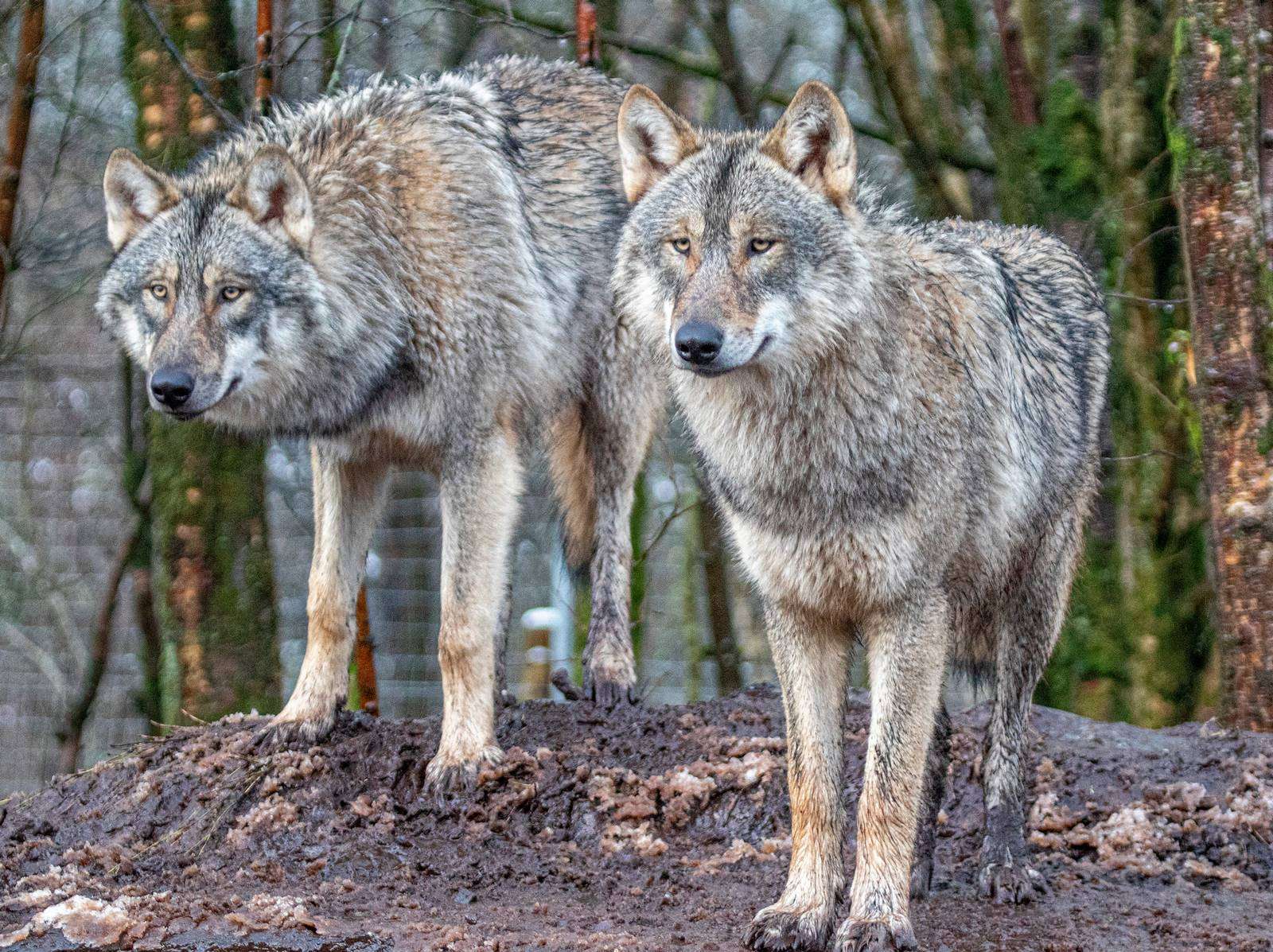 The Benefit Of Wolves In The Ecosystem