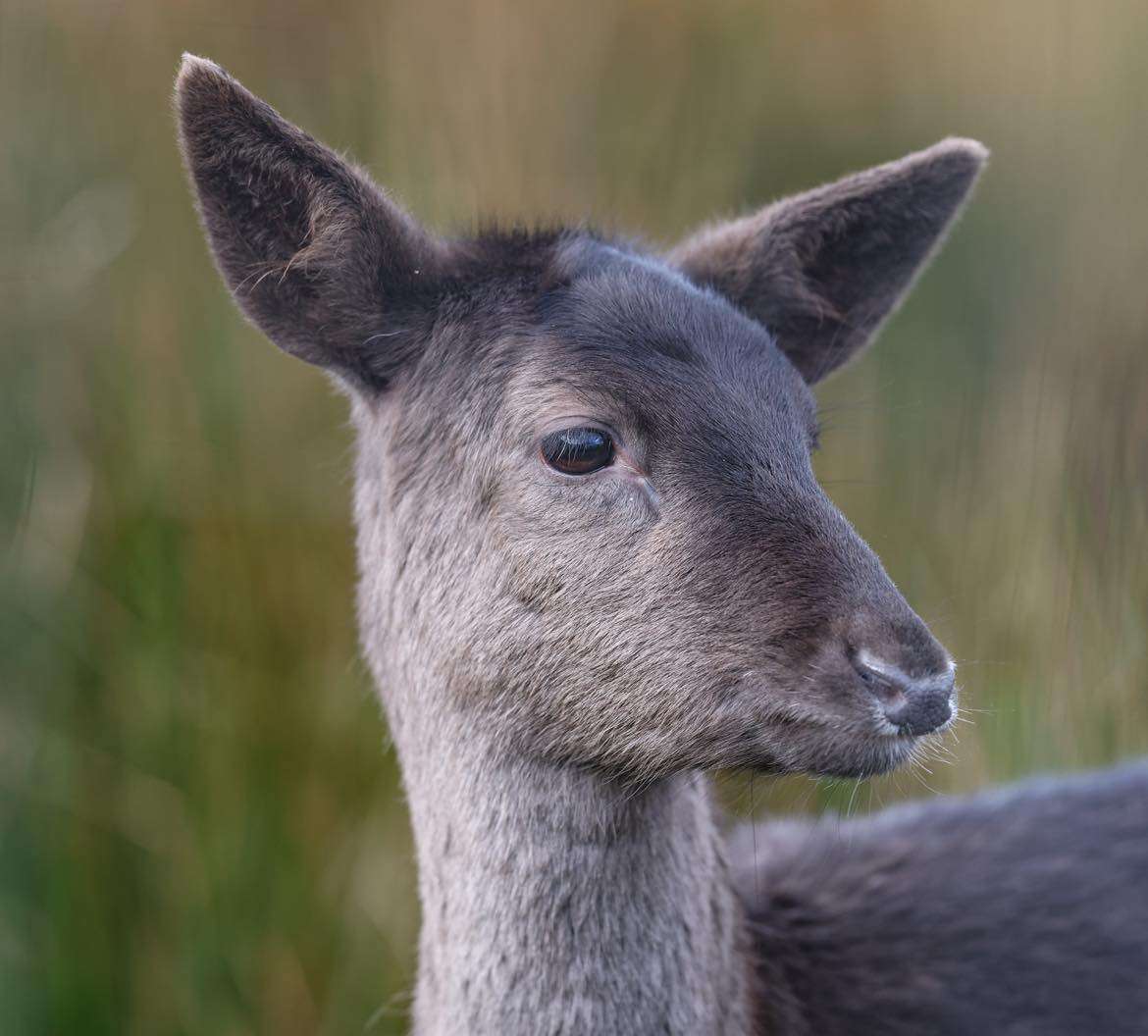 To Cull or Not to Cull: A Necessary Evil or an Ecological Disaster in the Making