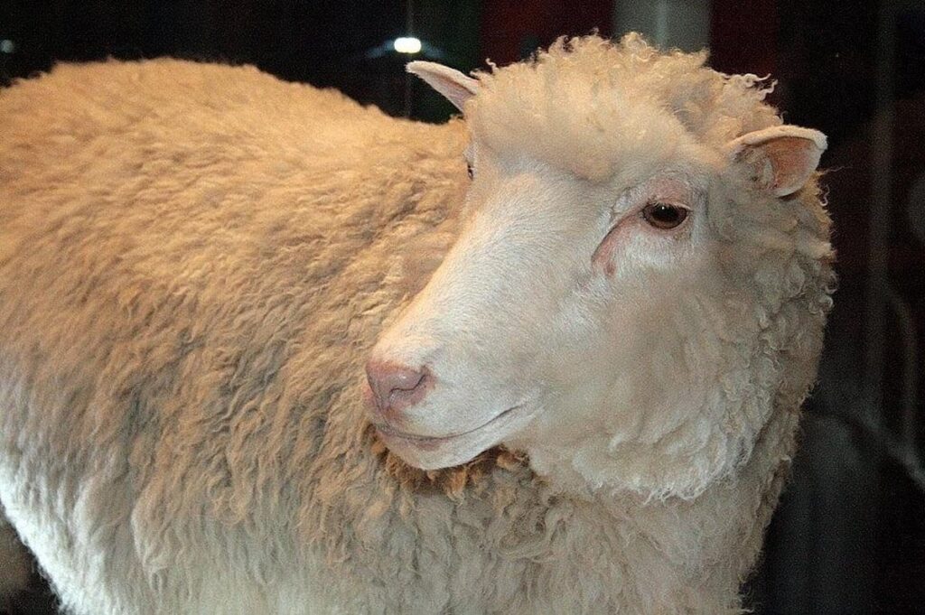 Wild Ireland - A sheep with white, curly wool is facing slightly to the right. Its ears are visible, and the sheep is standing against a dark background. The lighting highlights the texture of its wool.