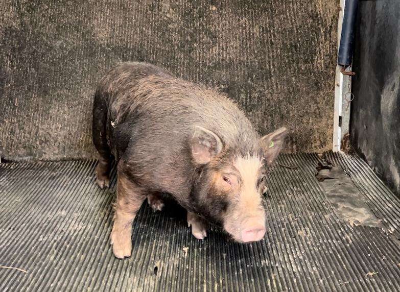 Pot Belly Pig Rescue